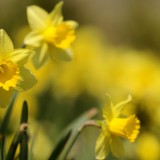 piante che fioriscono ad aprile