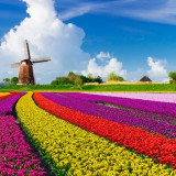fioriture primaverili nel mondo