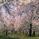 fiori di ciliegio vignola