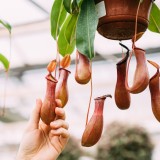 pianta carnivora nepenthes