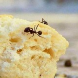 Formiche su un pezzo di pane