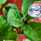 acqua ossigenata piante