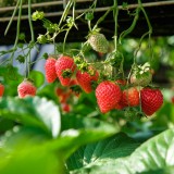 Nemi strawberry festival
