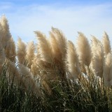 erba della pampas