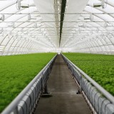 Fabbricati strumentali agricoli, piante molto grandi in serra commerciale