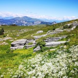 lessinia