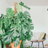 monstera
