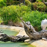 Elementi naturali da inserire per caratterizzare un laghetto artificiale in giardino
