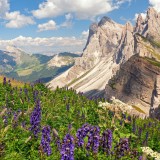 seceda