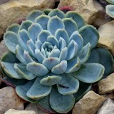 echeveria elegans