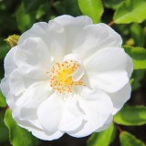 rosa iceberg