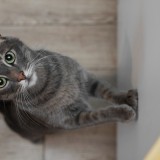 Gatto grigio in cucina