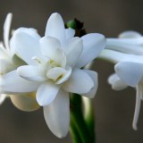coltivare la tuberosa