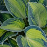 coltivare l'hosta