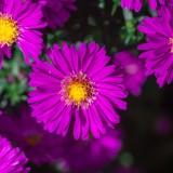 fiori da piantare a settembre