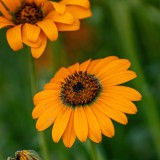 margherita africana
