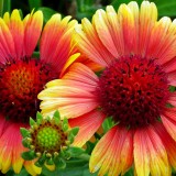 gaillardia