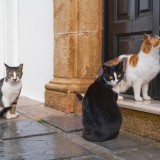dov'è il borgo dei gatti