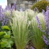 come coltivare la stipa