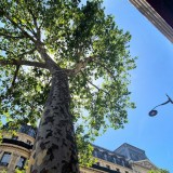 albero in contesto cittadino