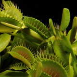 piante carnivore pericolose per l'uomo