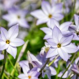 come coltivare l'ipheion