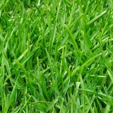festuca arundinacea