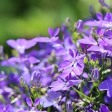 come coltivare la lobelia