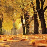 perche le foglie cambiano colore in autunno