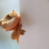 Dove va il geco in inverno