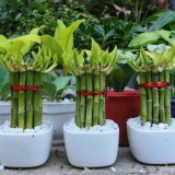 bambu della fortuna