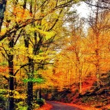 Foliage Italia
