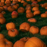Autunno 2026, caccia alla zucca: 5 pumpkin patch imperdibili