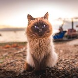 Sardegna, la spiaggia dei gatti: Su Pallosu tra mare e colonia felina