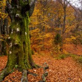 castagneti in italia