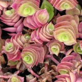 callisia repens