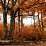 Foliage Molise
