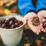 chestnut festivals