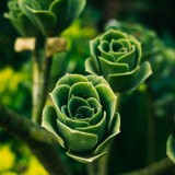 greenovia dodantralis