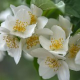 come si coltiva il fiore d'angelo