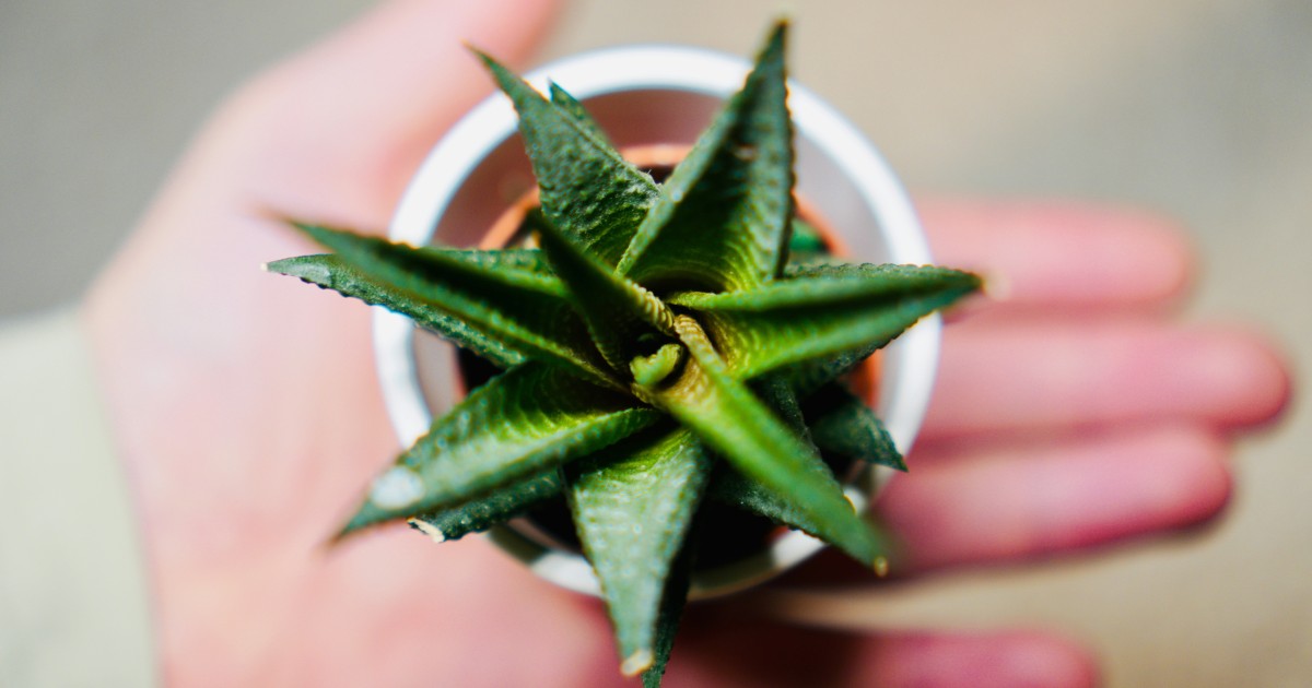 Aloe vera: come coltivare la pianta benefica per la pelle  idealista/news