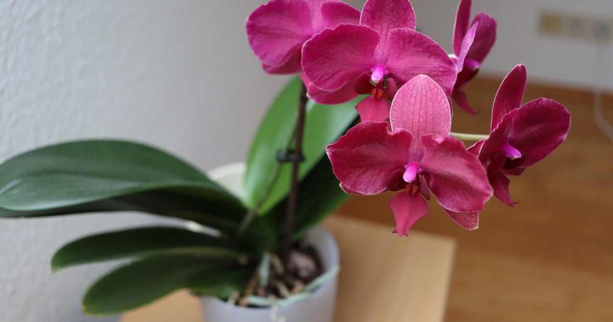 Fertilizzante Per Orchidee Com-four - 80 Bastoncini, NPK 15+7+8, Effetto Fino A 100 Giorni - Foto 2