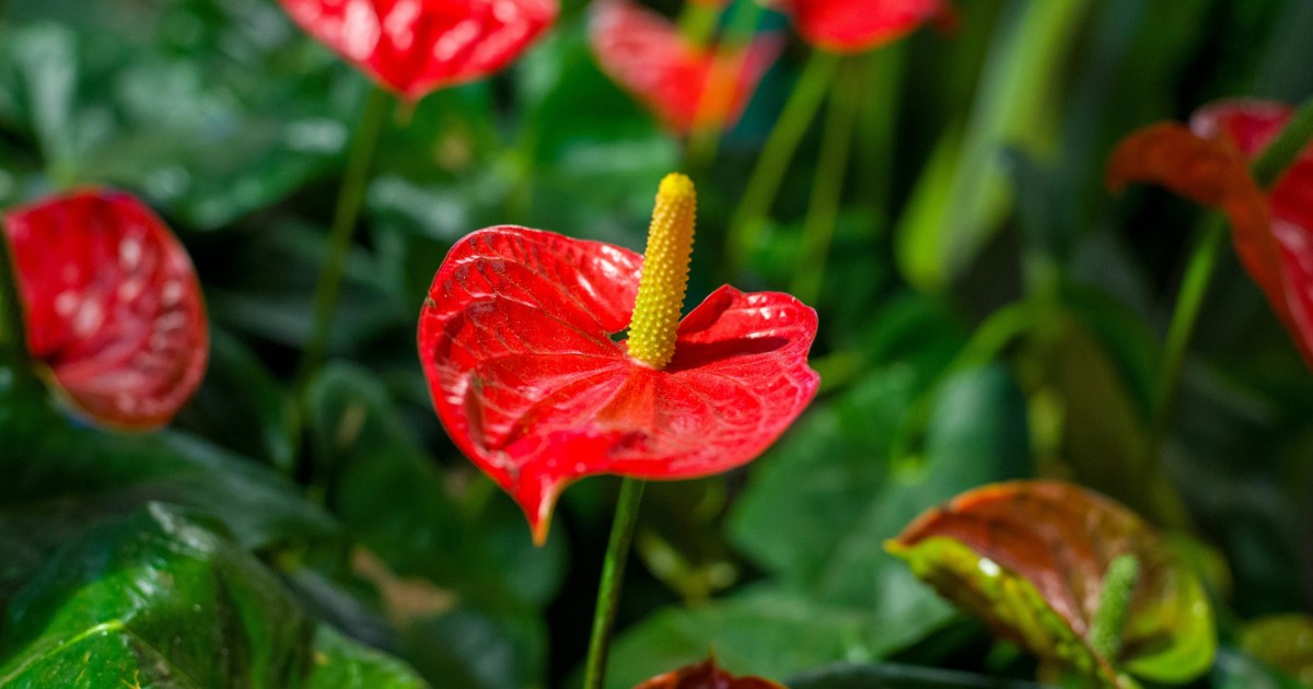 anthurium warocqueanum x waterburyanum Anthurium Waterburyanum