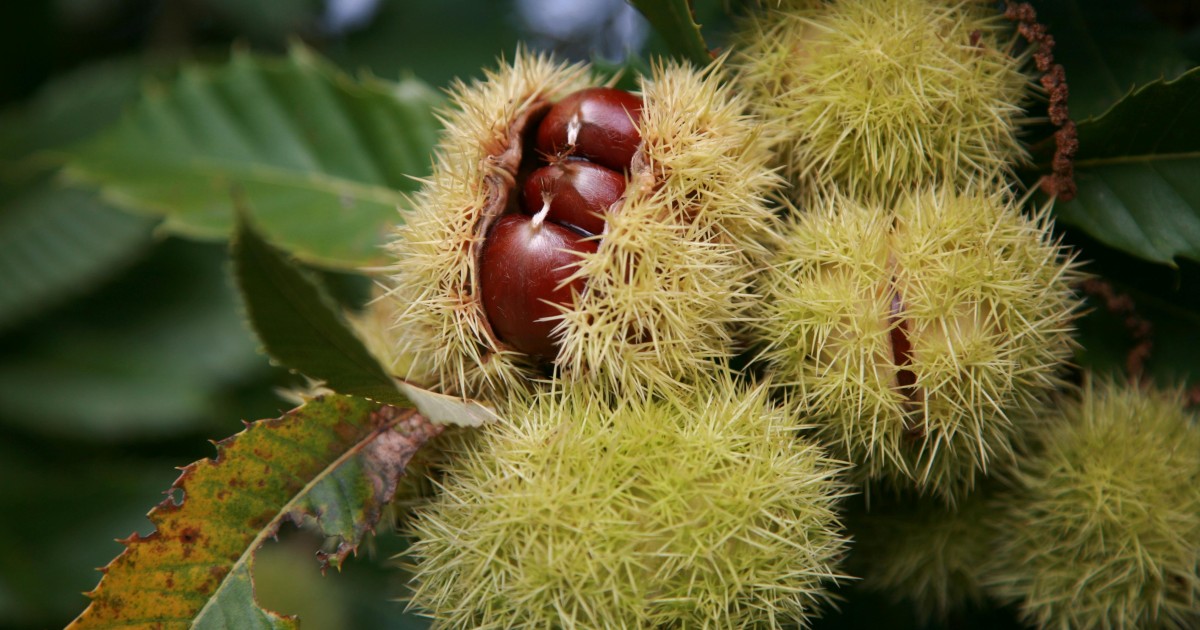 sagra delle castagne soriano nel cimino