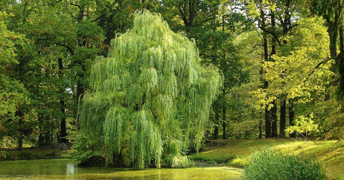 Ecco come coltivare una pianta di salice, anche come bonsai per casa   idealista/news
