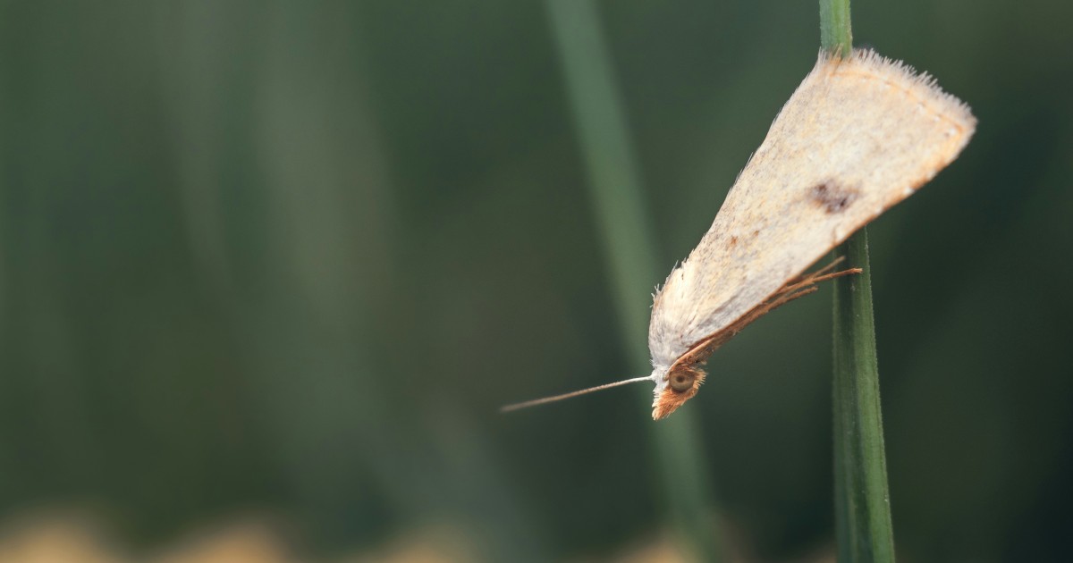 Tignola Rigata Tignola in casa: come riconoscerla — idealista/news