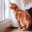 Gattino guarda fuori dalla finestra