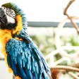 Wild animals, parrot