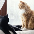 due gatti in casa 
