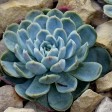 echeveria elegans